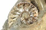Two Fossil Ammonites (Sphenodiscus & Discoscaphites) - South Dakota #189355-1